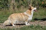 CORGI PEMBROKE